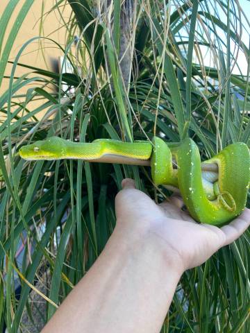 Sub Adult Cyclops Mountain Green Tree Pythons