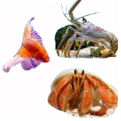 Hermit Crab, Betta, Lobster & Aquatic Supplies