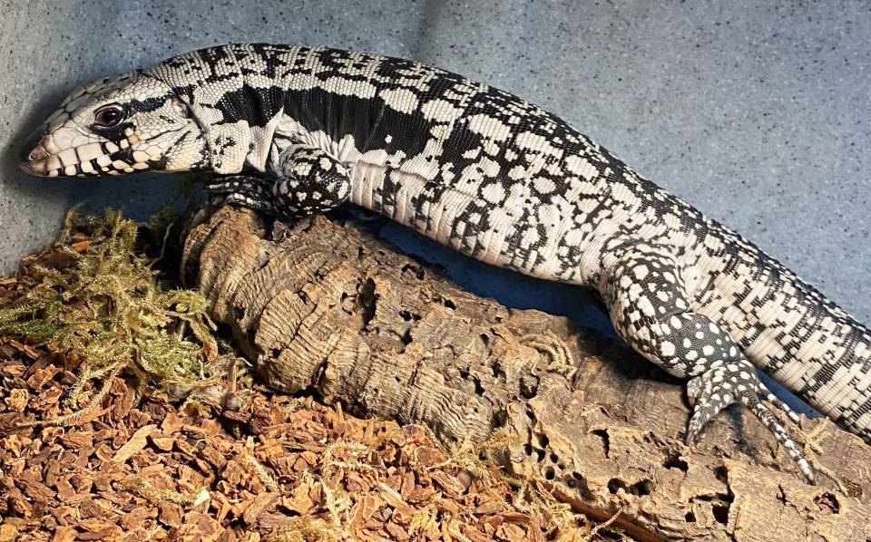 Blue Tegu Info, Care Guide, Enclosure Food Requirements atelieryuwa