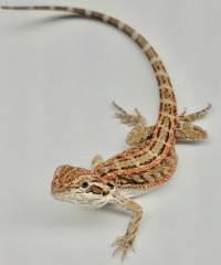 Baby Genetic Striped Bearded Dragons