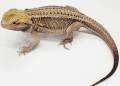 Adult Pied Genetic Stripe Bearded Dragons