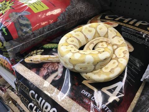Sub Adult Banana Ball Pythons