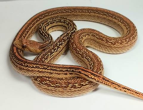 Small Striped  San Diego Gopher Snakes