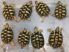 Small Western Hermanns Tortoises w/split scutes