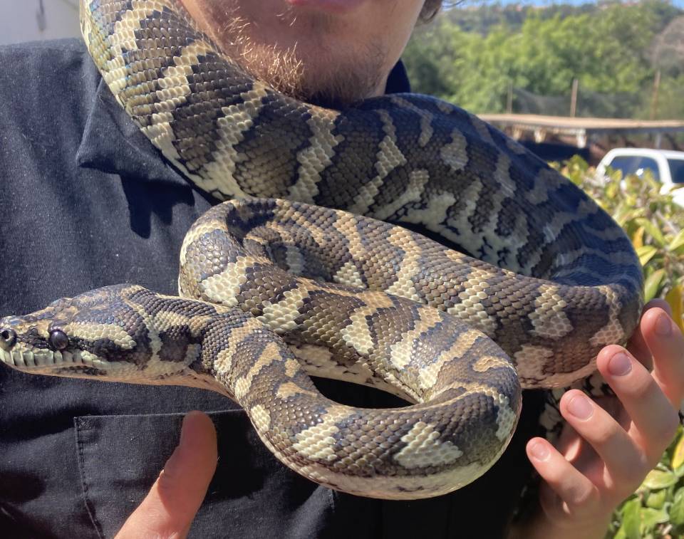 Coastal Carpet Python