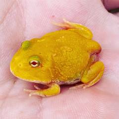 Baby Lemon Albino Patternless Pacman Frogs