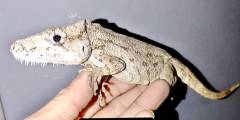 Adult Cuban False Chameleons