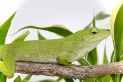 Neotropical Green Anoles