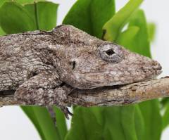 Adult Cuban False Chameleons