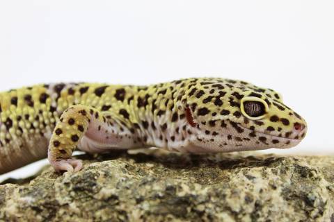 Adult Female High Yellow Leopard Geckos