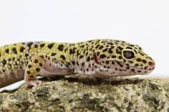 Adult Female High Yellow Leopard Geckos