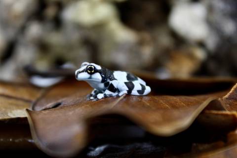 Baby Amazon Milk Frogs
