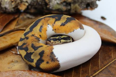 Baby Female Piebald Ball Pythons