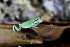 Baby Australian Whites Tree Frogs