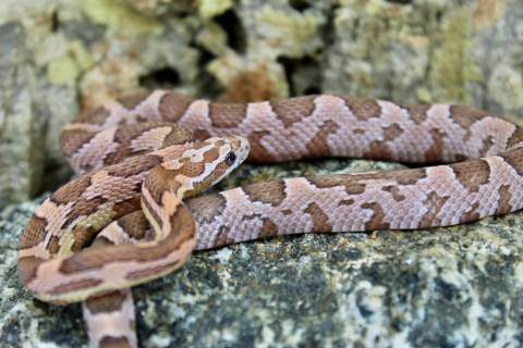 Baby Coral Ghost Cornsnakes