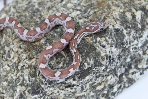 Baby Caramel Lava Cornsnakes