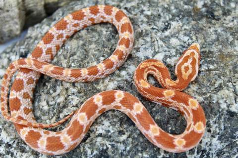 Baby Sunrise Cornsnakes