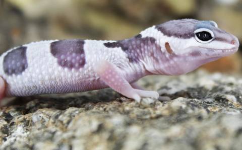 Baby Mack Snow Leopard Geckos for sale