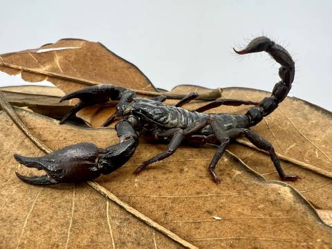 Asian Black Forest Scorpions