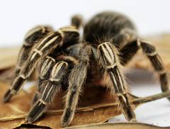 Costa Rican Stripe Knee TarantulasAll Spiders, Scorpions & Inverts 15% OFF!