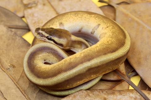 Baby Enchi Genetic Stripe Ball Pythons
