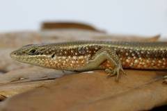 African Red Sided Skinks