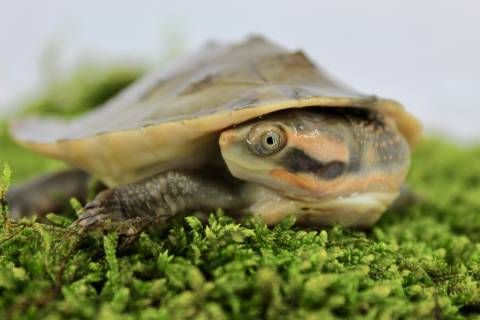 Baby Northern Red Faced Side Neck Turtles