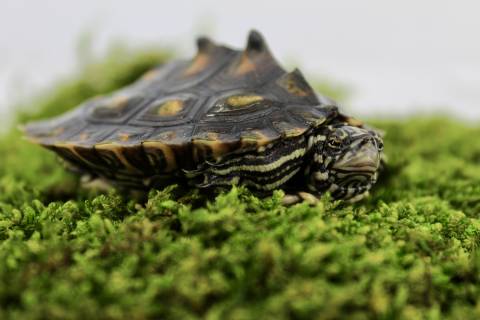 Baby Yellow Blotch Map Turtles