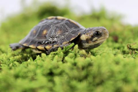 Baby Gulf Coast Box Turtles
