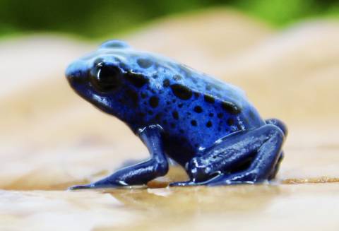 Blue Azureus Dart Frogs