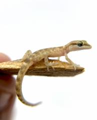 Steudner's dwarf geckos