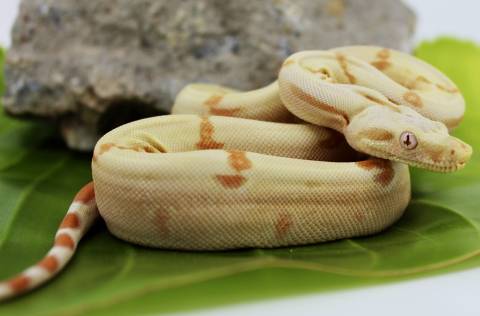 Baby Sunglow Colombian Boas