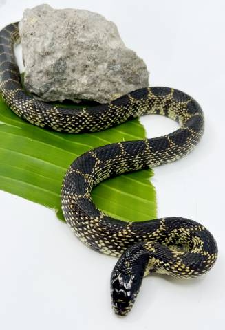 Adult Desert Kingsnakes