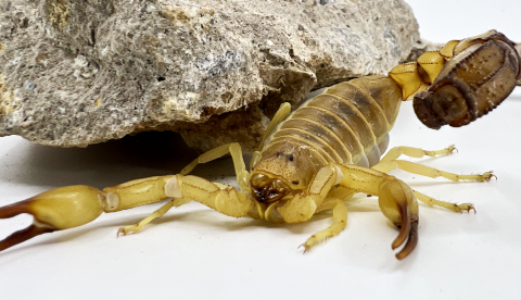 African Fat Tail Scorpions (australis)