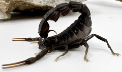Black Fat Tailed Scorpions