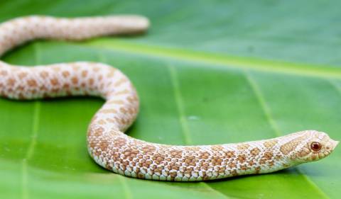 Baby Arctic Albino Western Hognose Snakes