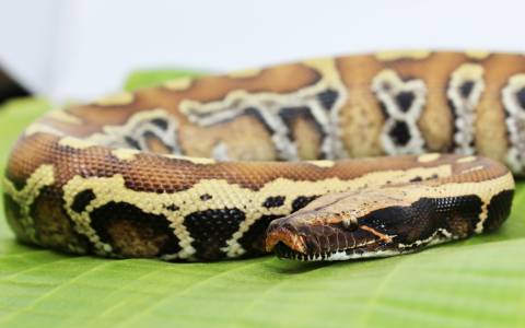 Small Sumatran Blood Pythons 