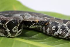 Baby Sumatran Short Tailed Pythons