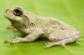 Grey Tree Frogs