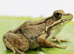 Bronze Frogs