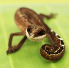 Malaysian Cat Geckos