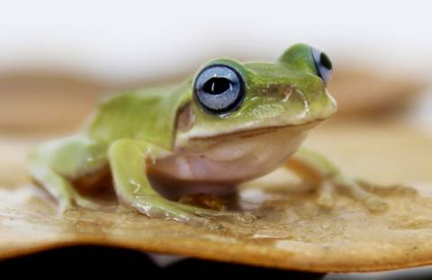 Baby Blue Eyed Whites Tree Frogs