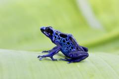 Adult Azureus Arrow Frogs