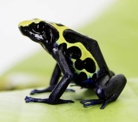 Adult Green Sipaliwini Tinc Dart Frogs