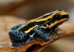 Ranitomeya Amazonicus Dart Frogs