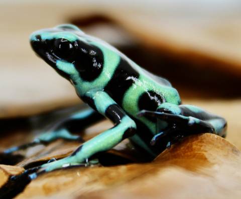 Adult Costa Rican Green & Black Auratus Arrow Frogs