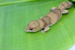 Adult Caramel African Fat Tailed Geckos