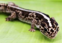 Adult Male Oreo Whiteout African Fat Tailed Geckos