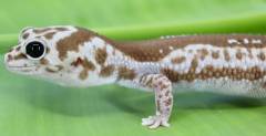 Adult Zulu Whiteout African Fat Tailed Geckos