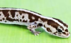 Adult Female Oreo Whiteout African Fat Tailed Geckos